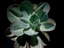 Echeveria Gibbiflora